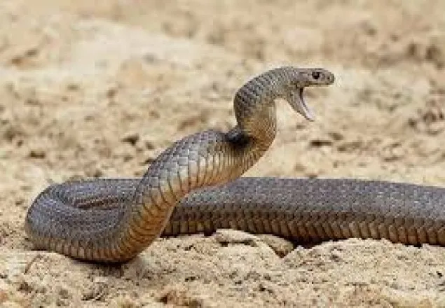 কথার ছলে খেয়াল হারিয়ে সাপের ওপর বসেন নারী!