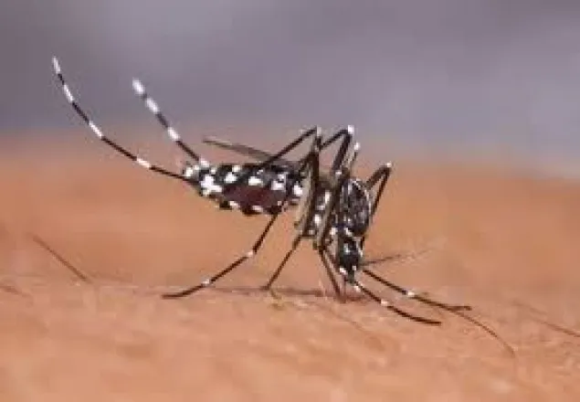 যশোরে ডেঙ্গু আক্রান্ত নারীর মৃত্যু