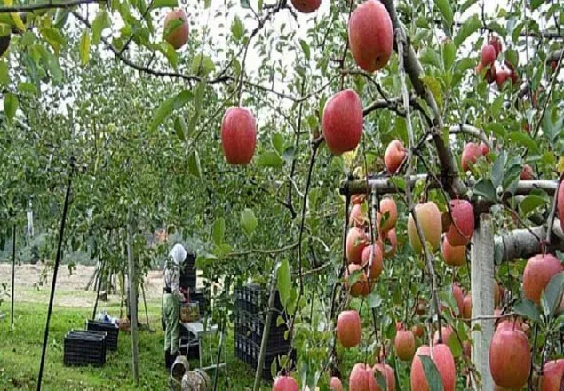 অবরুদ্ধ কাশ্মিরের বাগানে পচছে আপেল