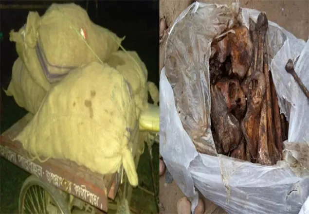 ঠাকুরগাঁওয়ে মানুষের মাথার খুলিসহ ৪ বস্তা কঙ্কাল উদ্ধার