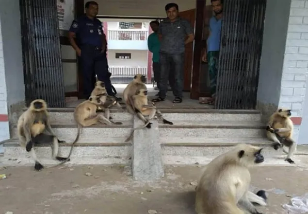 নির্যাতনের প্রতিবাদে থানা ঘেরাও করল হনুমানের দল