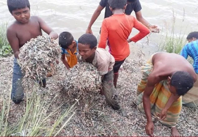 বগুড়ার ডোবায় কুচি কুচি টাকা আসলে কার?