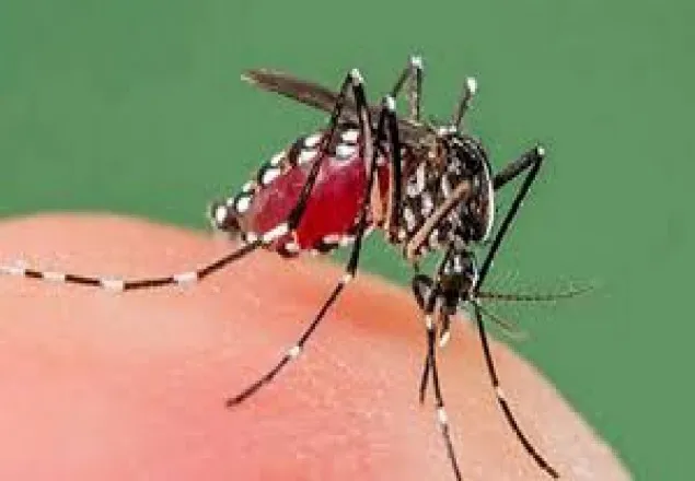 ফরিদপুরে ডেঙ্গুতে একজনের মৃত্যু