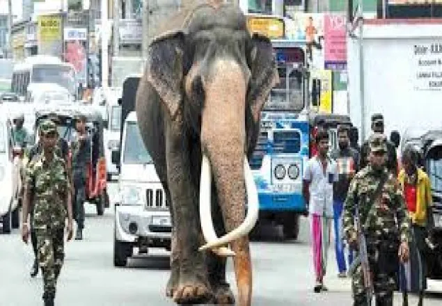 দেহরক্ষী ছাড়া চলে না ‘হাতিরাজা’
