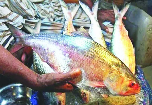 ৭ বছর পর ৩০ টন ইলিশ গেল ভারতে