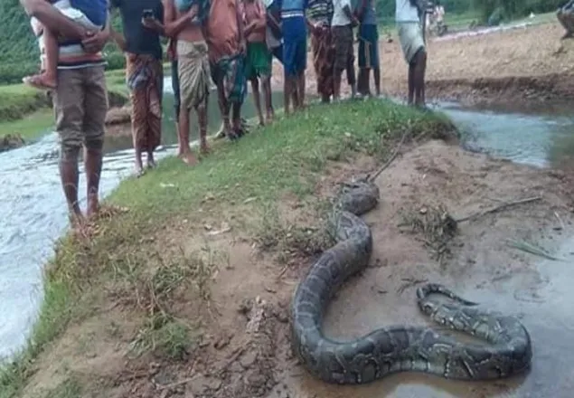 নেত্রকোনায় হরিণ গলায় আটকে মারা গেল বিশাল অজগর
