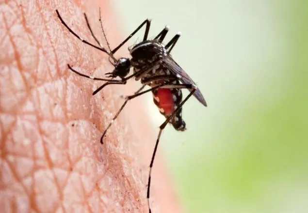 ডেঙ্গু জ্বরে গৃহবধূর মৃত্যু