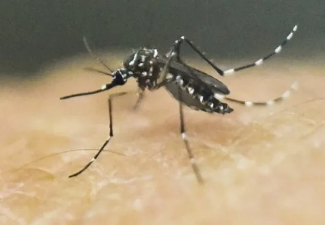 খুলনায় ডেঙ্গু জ্বরে গৃহবধূর মৃত্যু