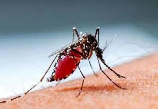 ঝিনাইদহে ডেঙ্গুতে নারীর মৃত্যু