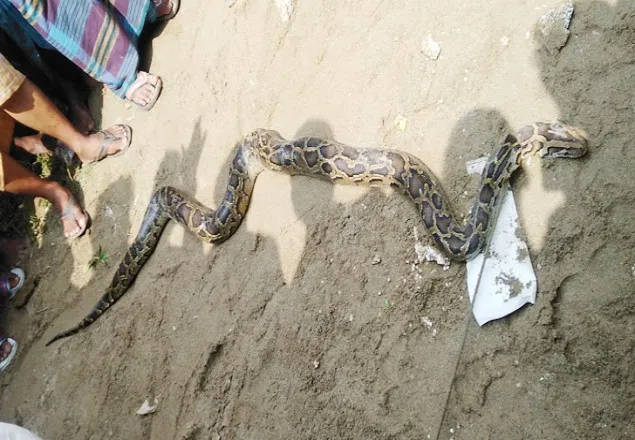 তেঁতুলিয়ায় জেলের জালে ধরা পড়ল ৭ ফিট অজগর