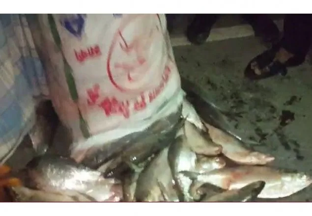 ২ বস্তা ইলিশসহ জনতার হাতে ধরা তিন পুলিশ, সাময়িক বরখাস্ত