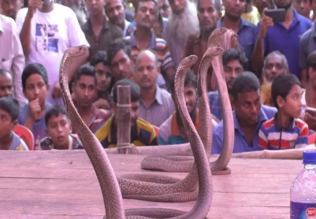 ঐতিহ্যের ঝাপান খেলায় মুগ্ধ দর্শকরা