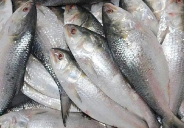 শুক্রবার থেকে ইলিশ ধরা ও বিক্রি শুরু