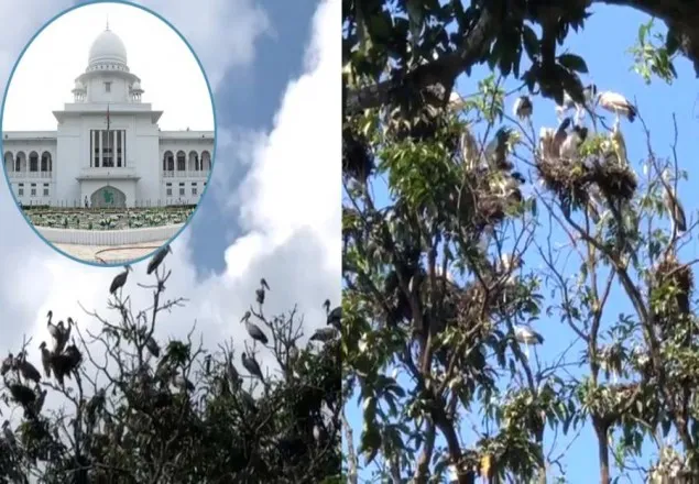 পাখির বাসা রক্ষায় হাইকোর্টের নির্দেশ