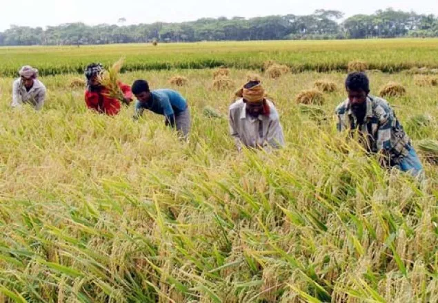 এবার আমন মৌসুমে ধানও কিনবে সরকার: খাদ্যমন্ত্রী