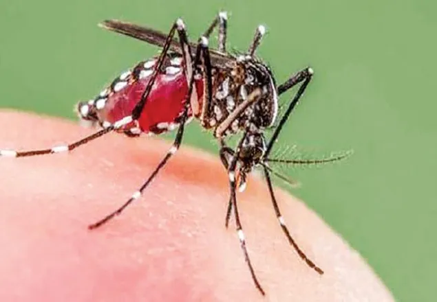 খুলনায় ডেঙ্গুতে এক নারীর মৃত্যু