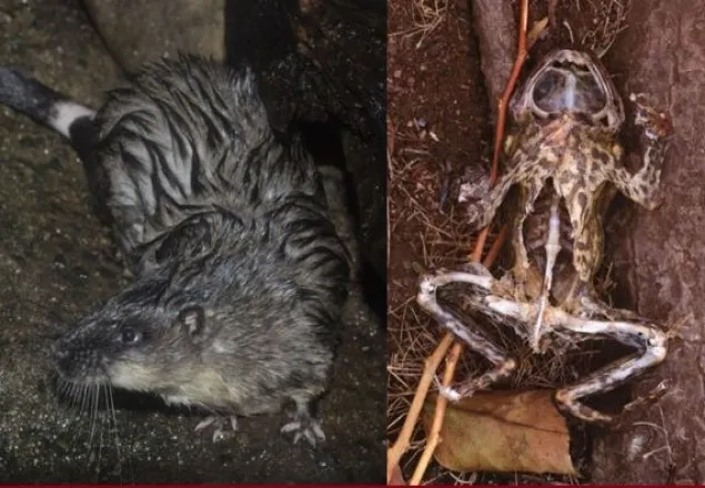 বিজ্ঞানীরা ব্যর্থ, কিন্তু সেটাই করছে ইঁদুর