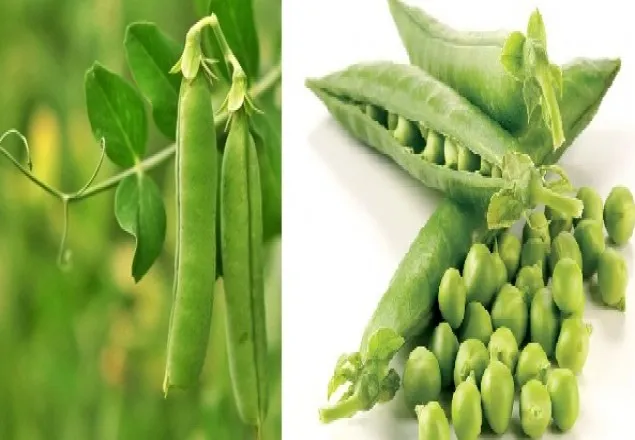  ডায়াবেটিস নিয়ন্ত্রণে মটরশুঁটি