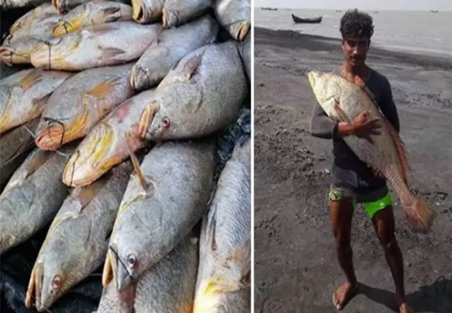 এক রাতেই লাখপতি জামাল, ঘুরল ভাগ্যের চাকা!