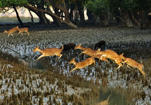 সুন্দরবনে তিনদিন পর্যটন বন্ধের সিদ্ধান্ত 