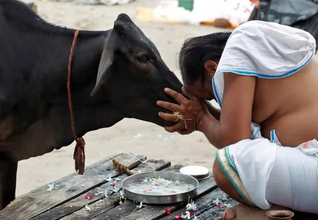 ভারতে প্রতিটি শহরে হচ্ছে গরু হোস্টেল