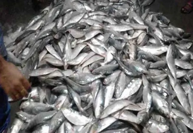ঢাকাগামী লঞ্চ থেকে ৮শত কেজি জাটকা উদ্ধার