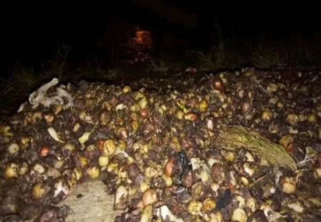 খালে-ভাগাড়ে পেয়াজ!