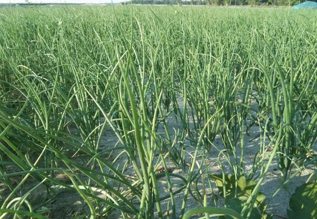 রাতে ক্ষেতে পাহারা: বাজারে আসছে নতুন পেয়াঁজ