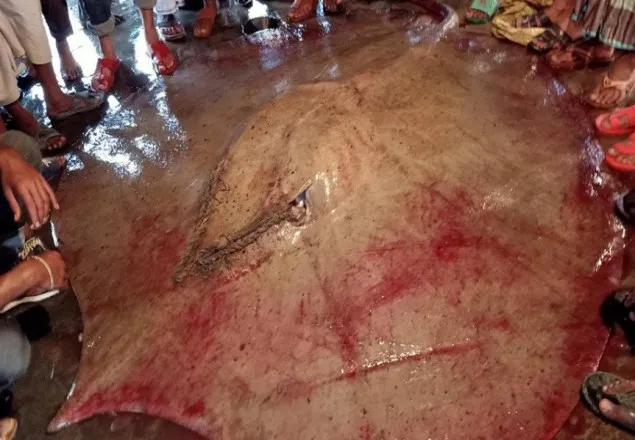মেঘনায় ধরা পড়ল ছয় মণের শাপলাপাতা মাছ