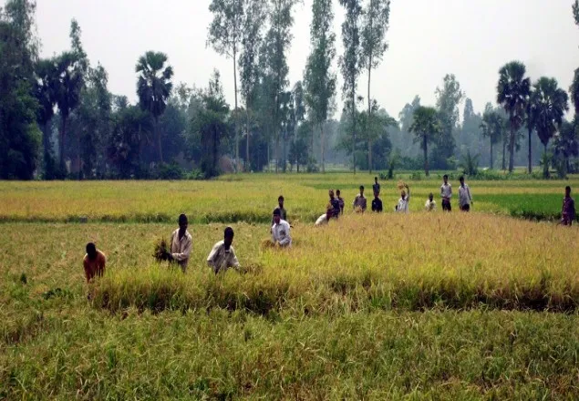 পেয়াজের ঝাঁজে অম্লান কৃষকদের নবান্ন উৎসব