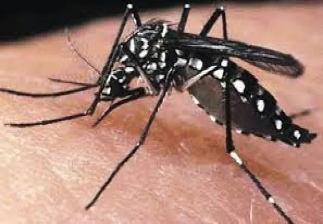 নড়াইলে ডেঙ্গুতে যুবকের মৃত্যু