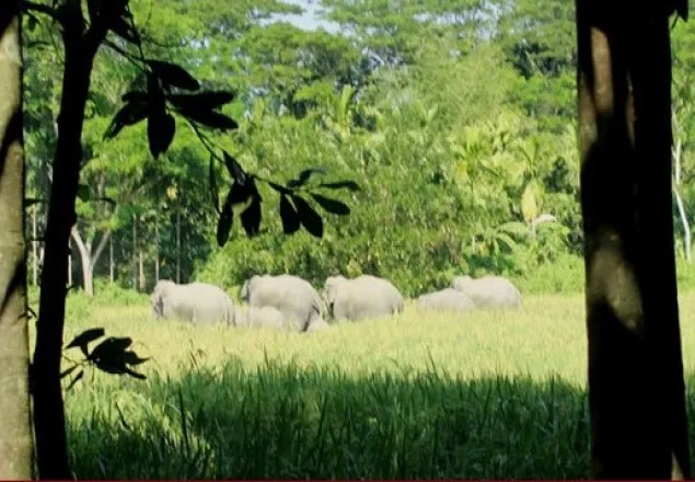 চট্টগ্রামে হাতির আক্রমণে স্কুল শিক্ষকসহ নিহত ৩