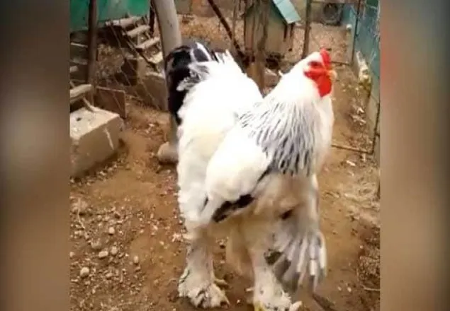 নেশার ঘোরে উত্তেজিত হয়ে ‘ মুরগি ’ হত্যা!