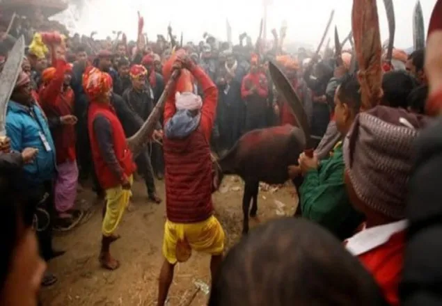 নেপাল গাধিমাই: 'বিশ্বের সবচেয়ে বড় রক্তাক্ত' উৎসব