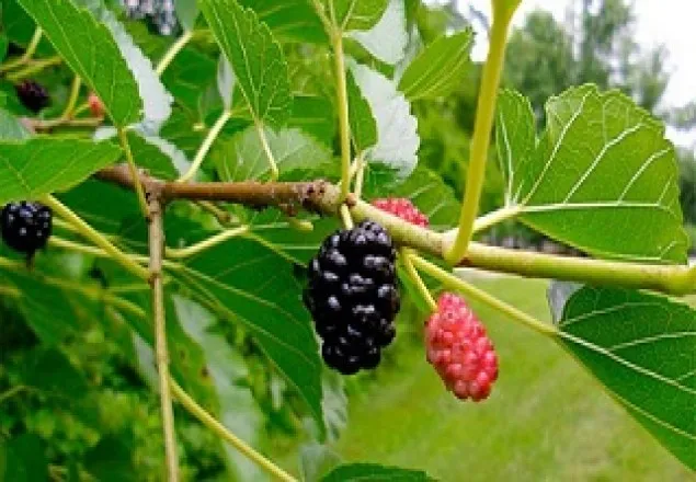 ডায়াবেটিস নিয়ন্ত্রণ করবে যে ফল