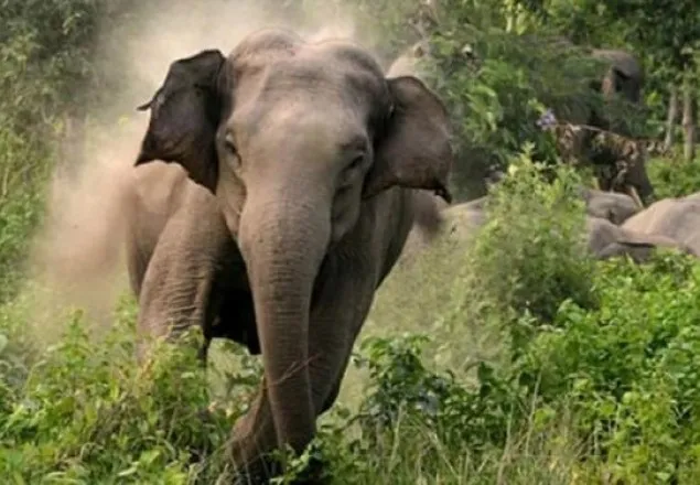 চট্টগ্রামে বন্যহাতির আক্রমণে কৃষক নিহত
