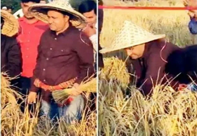 কোমরে গামছা বেঁধে ধান কাটলেন সাতক্ষীরার ডিসি