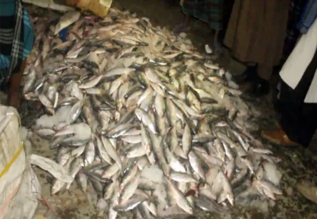 যাত্রীবাহী বাস থেকে ৬০ মণ জাটকা উদ্ধার