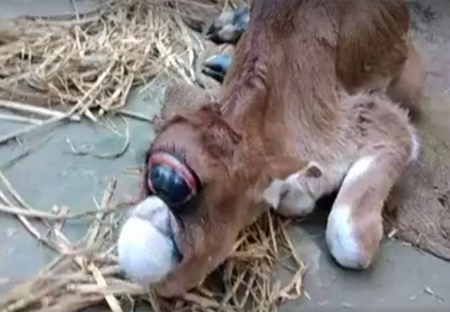 এক চোখওয়ালা গরুর বাছুর দেখতে মানুষের ঢল