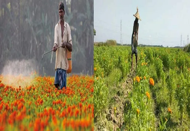 লাভের আশায় ফুল চাষে ঝুকছেন কালীগঞ্জের চাষিরা