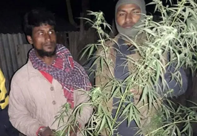 ফুলছড়িতে গাঁজা গাছসহ আটক মাদক কারবারি