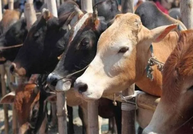 ভারত বিশ্বে দ্বিতীয় গো-মাংস রফতানিকারক