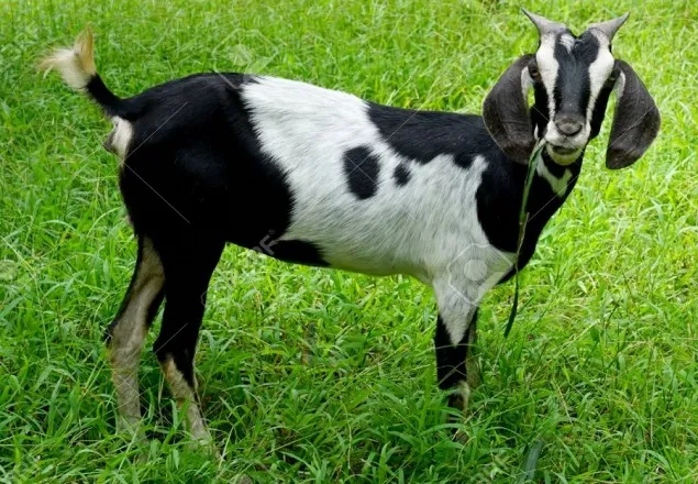 ছাগলে ক্ষেত খাওয়ায় সংঘর্ষে আহত ৭ 