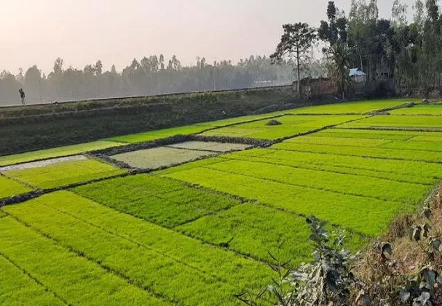 ঝিনাইদহে তীব্র শীত ও কুয়াশায় নষ্ট হচ্ছে বোরো বীজতলা