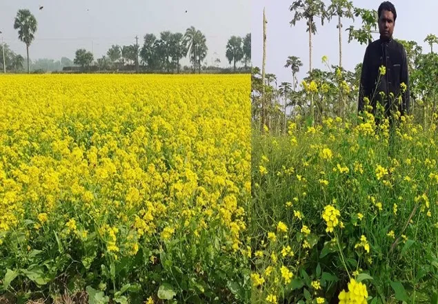 সরষে চাষে হাঁসি ফুটেছে মাগুরার কৃষকদের মুখে