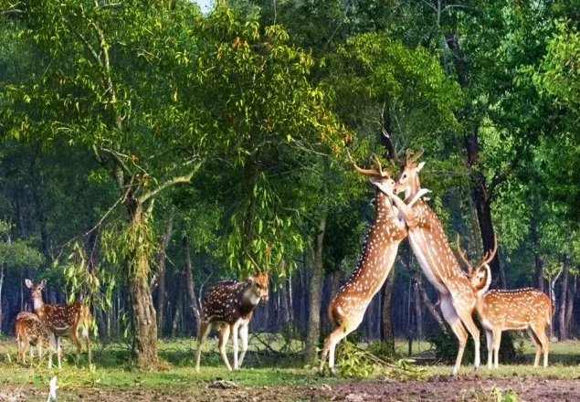 সুন্দরবনে পর্যটক আকর্ষনে ২৫ কোটি টাকার প্রকল্প