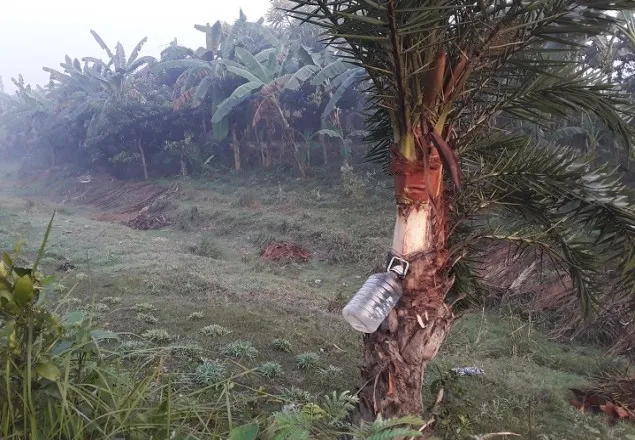 মাগুরায় হারিয়ে যাচ্ছে খেজুর গাছ ও রস