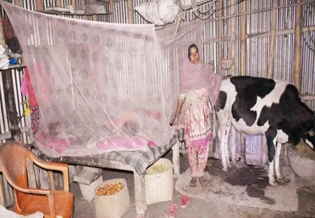 সিরাজগঞ্জে চোর আতঙ্কে গরুর সঙ্গে বসবাস