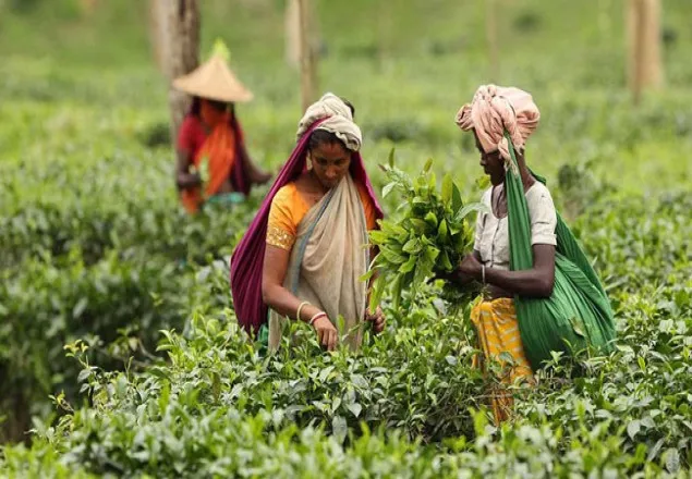 ১৭০ বছরের ইতিহাসে চা উৎপাদনে নতুন রেকর্ড