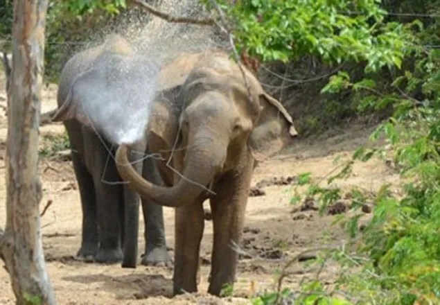 বান্দরবানে বন্য হাতির তাণ্ডব, বৃদ্ধা নিহত
